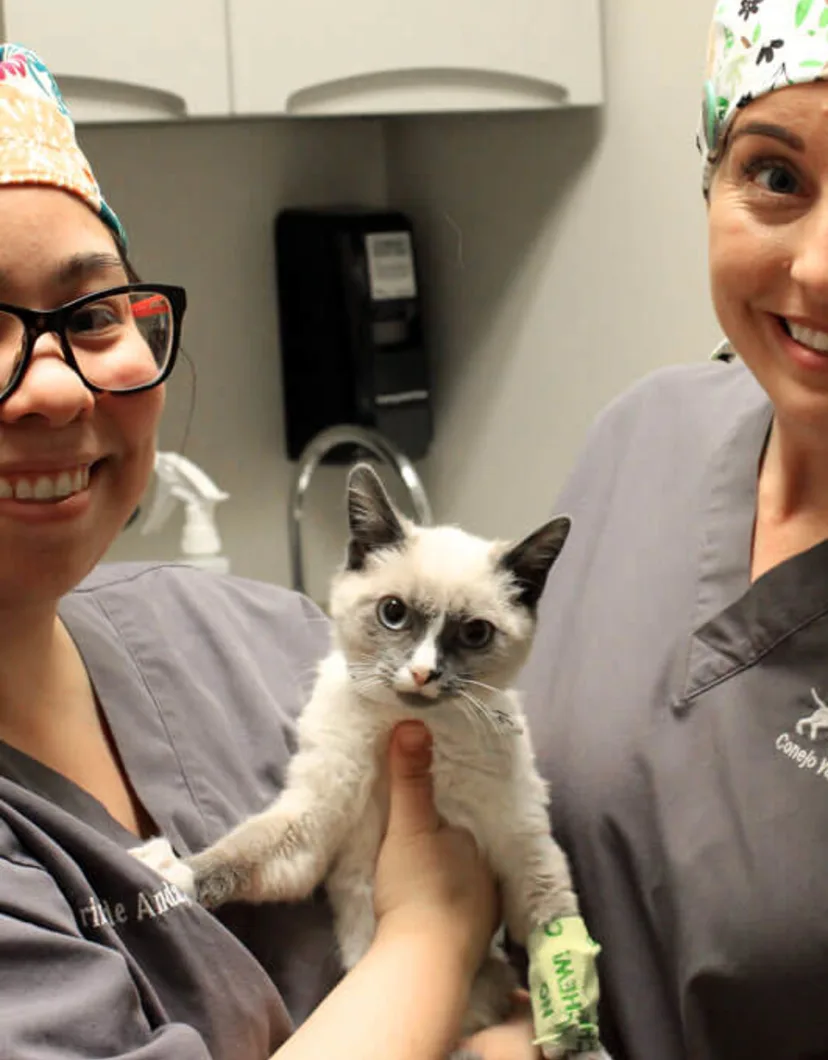 Milton with two members of staff at Conejo Valley Veterinary Hospital